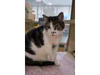 Adopt ARIEL a Domestic Short Hair