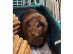 Adopt Lola (with Dory) a Guinea Pig