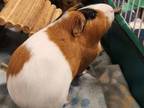 Adopt Dory (with Lola) a Guinea Pig