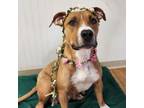 Adopt Mother Nature *Partially Sponsored Adoption Fee* a Mixed Breed
