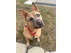 Adopt Lacey BAC 0523 a Belgian Shepherd / Malinois, Carolina Dog