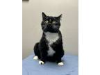 Adopt Firefly a Domestic Short Hair