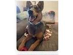 Adopt Stella (Courtesy Post) a Australian Cattle Dog / Blue Heeler