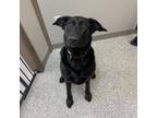 Adopt Berta a Labrador Retriever, German Shepherd Dog