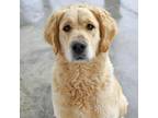 Adopt Aphrodite a Great Pyrenees, Golden Retriever