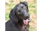 Adopt Cher a Black Labrador Retriever