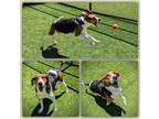 Adopt HARRIET a Treeing Walker Coonhound