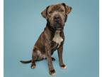 Adopt Griselda a Mixed Breed