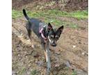 Adopt Daphne a German Shepherd Dog, Australian Kelpie