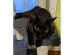 Adopt Stardusk24 a Domestic Short Hair