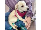 Adopt Timi Star a Yellow Labrador Retriever, Feist