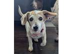 Adopt Scarlett-Adoption Pending a Dachshund, Jack Russell Terrier