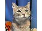 Adopt Ariel a Domestic Short Hair, Tabby