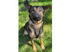 Adopt Dora a German Shepherd Dog