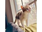 Adopt Luffa a Domestic Short Hair, Tabby