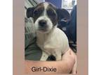 Adopt Dixie a Jack Russell Terrier, Cairn Terrier