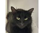 Adopt Turducken a Domestic Medium Hair