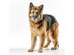 Adopt Nella a German Shepherd Dog