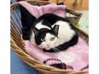 Adopt Nimble a Domestic Short Hair