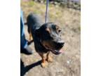 Adopt Tiny a Rottweiler, Mixed Breed