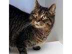 Adopt Maggie a Domestic Short Hair