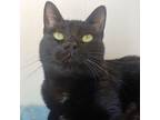 Adopt Mamba a Domestic Short Hair