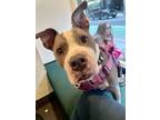 Adopt Tuna a American Staffordshire Terrier