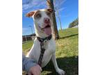 Adopt Sugar a Husky, Staffordshire Bull Terrier