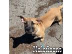 Adopt Maleficant a Belgian Shepherd / Malinois, Pit Bull Terrier
