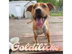 Adopt Goldilicks a Australian Cattle Dog / Blue Heeler, Pit Bull Terrier