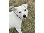 Adopt Edna a Mixed Breed