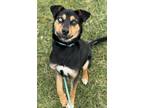 Adopt Teddie a Mixed Breed