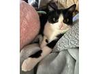 Adopt Winnie a Tuxedo, Domestic Short Hair