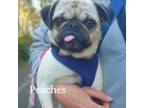 Adopt LOCAL ADOPTIONS ONLY - Peaches a Pug