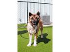 Adopt Sakura a Akita, Mixed Breed