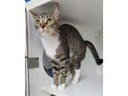 Adopt Cloey a Domestic Short Hair