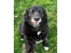 Adopt Talia a Australian Shepherd