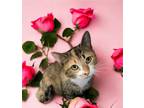 Adopt Picky Picky a Domestic Short Hair