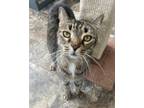 Adopt Muffin (declawed) a Domestic Short Hair