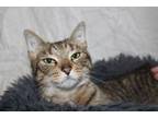 Adopt Lolly a Domestic Short Hair