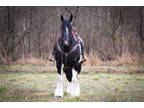 Big Pretty Super Gentle Black & White Registered Gypsy Vanner Crossbred Mare