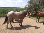 SMOKE-Coming 3 yr old bay Roan gelding Rides & Drives very quiet and sweet