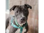 Adopt Purdy a Mixed Breed