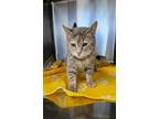 Adopt Neapolitan a Domestic Short Hair