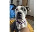 Adopt Stormy a Pit Bull Terrier, Mixed Breed