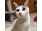 Adopt Missy a Domestic Short Hair, Siamese