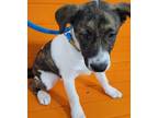 Adopt Allysa a Australian Cattle Dog / Blue Heeler, Terrier