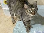 Adopt Kennedy a Domestic Short Hair, Tabby