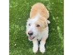 Adopt Frannie a Terrier, Mixed Breed