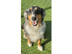 Adopt Tully - NOT AVAILABLE a Australian Shepherd, Mixed Breed